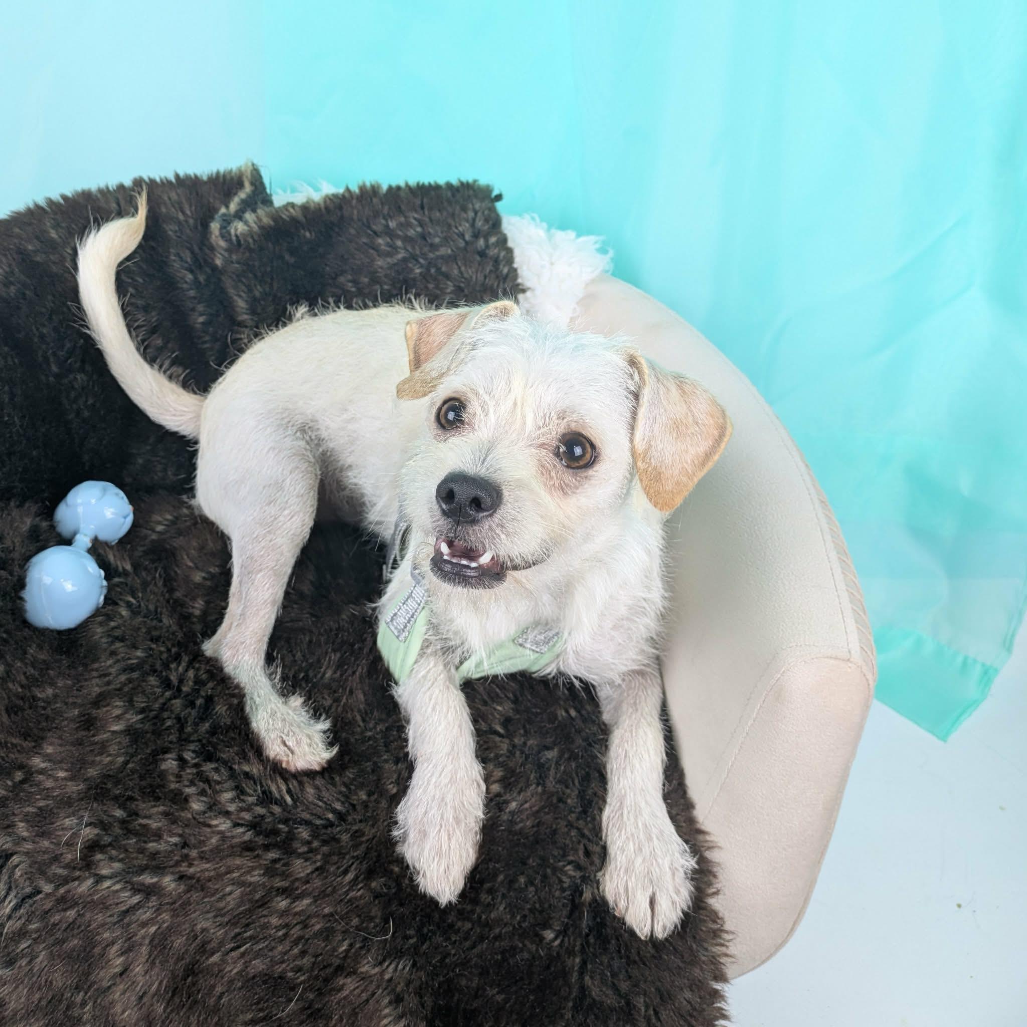 Ringo, an adopted mixed breed in Round Rock, TX image 2/3