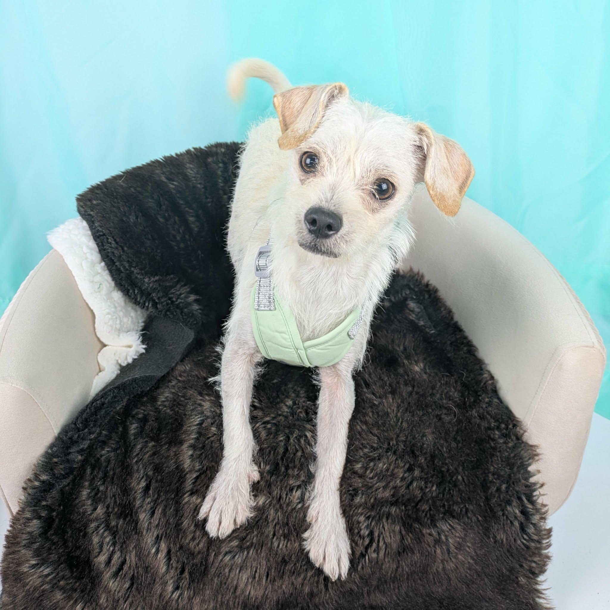 Ringo, an adopted mixed breed in Round Rock, TX image 3/3
