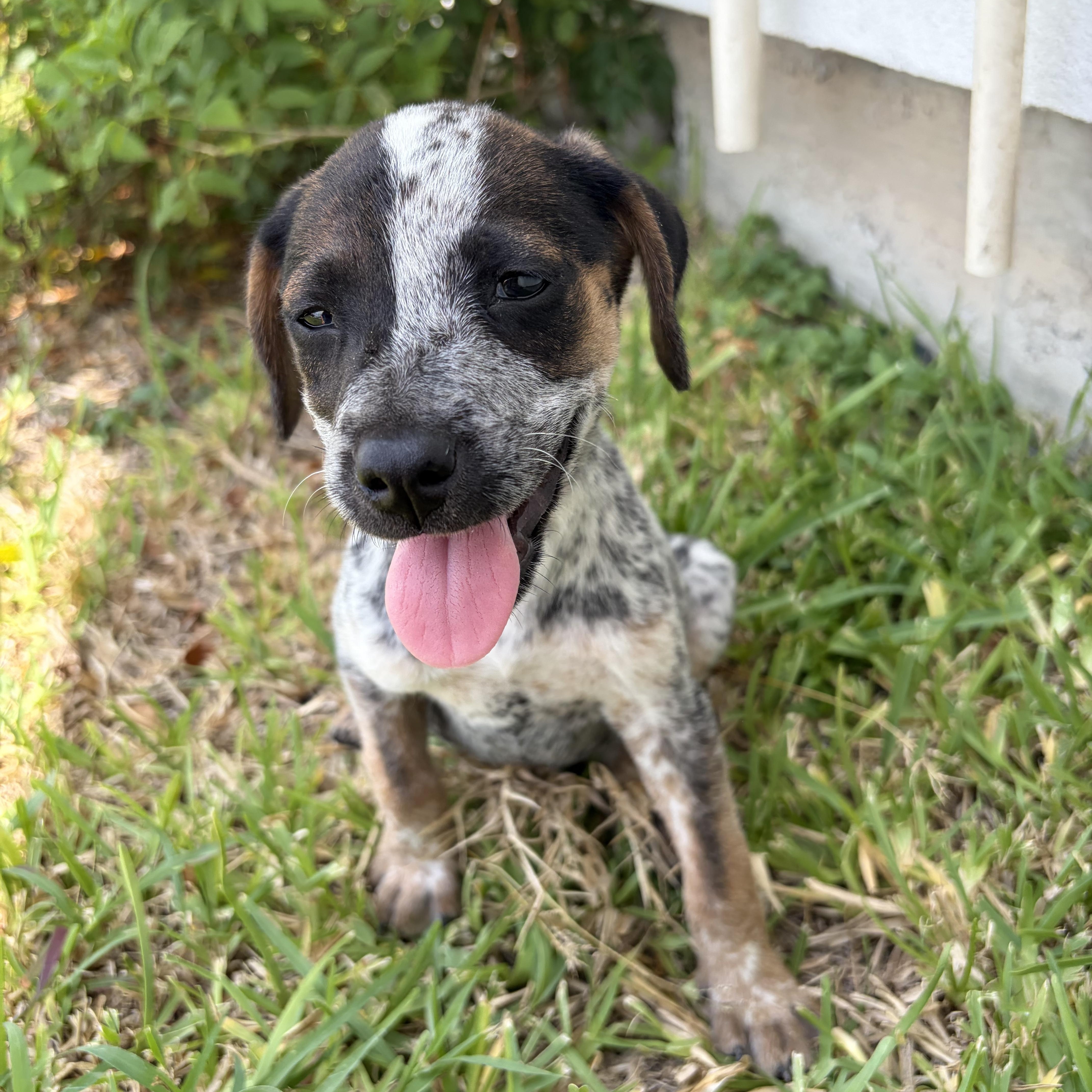 【中古】 dolTech Dalmatian & Friends Dalmatians for Adoption in Rapid City, South Dakota | Petfinder