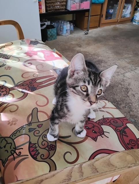 Tippy, Adoptable, Kitten Male Domestic Short Hair & Domestic Short Hair.