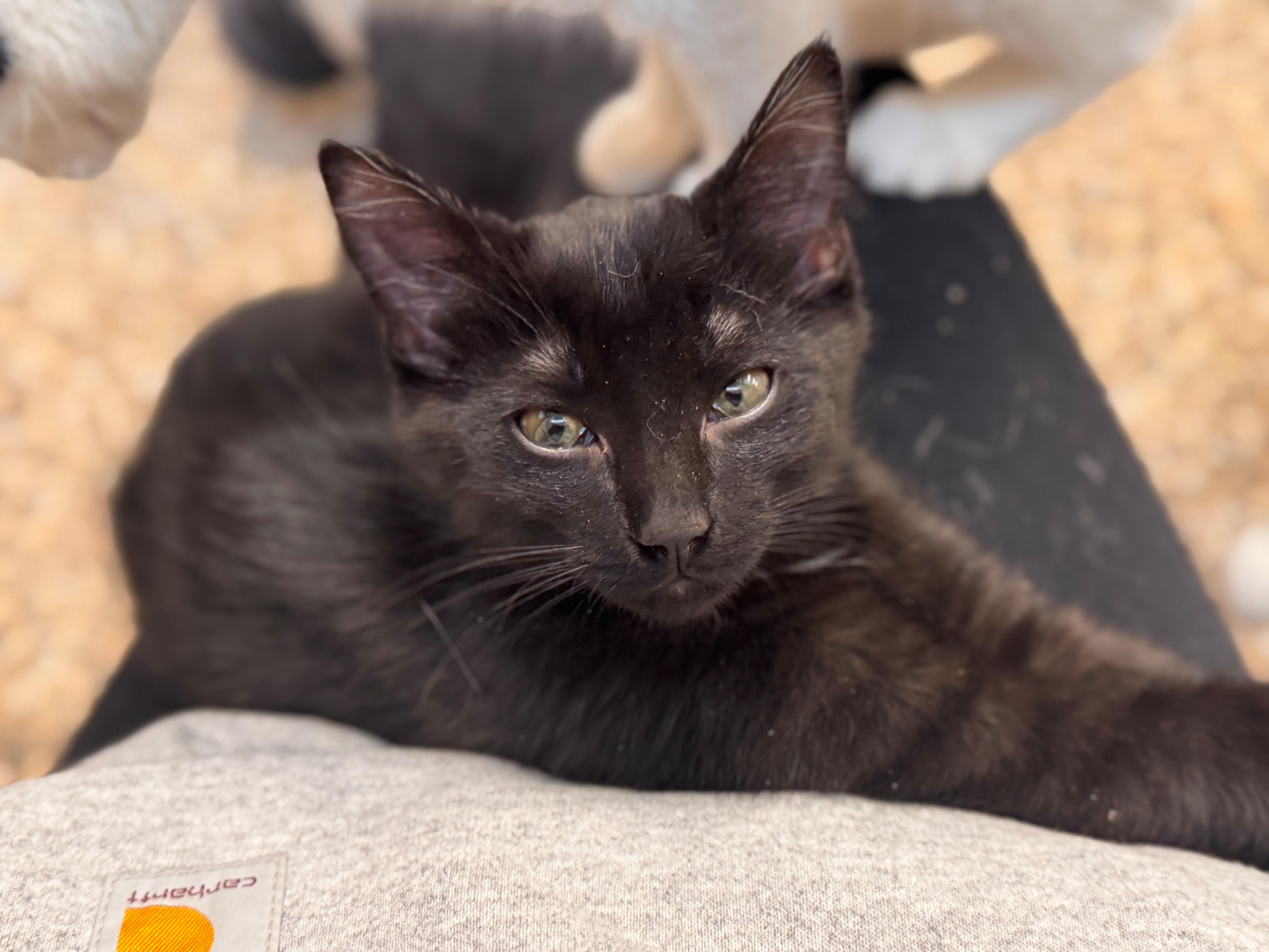 Parson, an adopted Domestic Short Hair in Hackensack, MN image 2/2