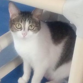 Bridget, Adoptable, Adult Female Domestic Short Hair.