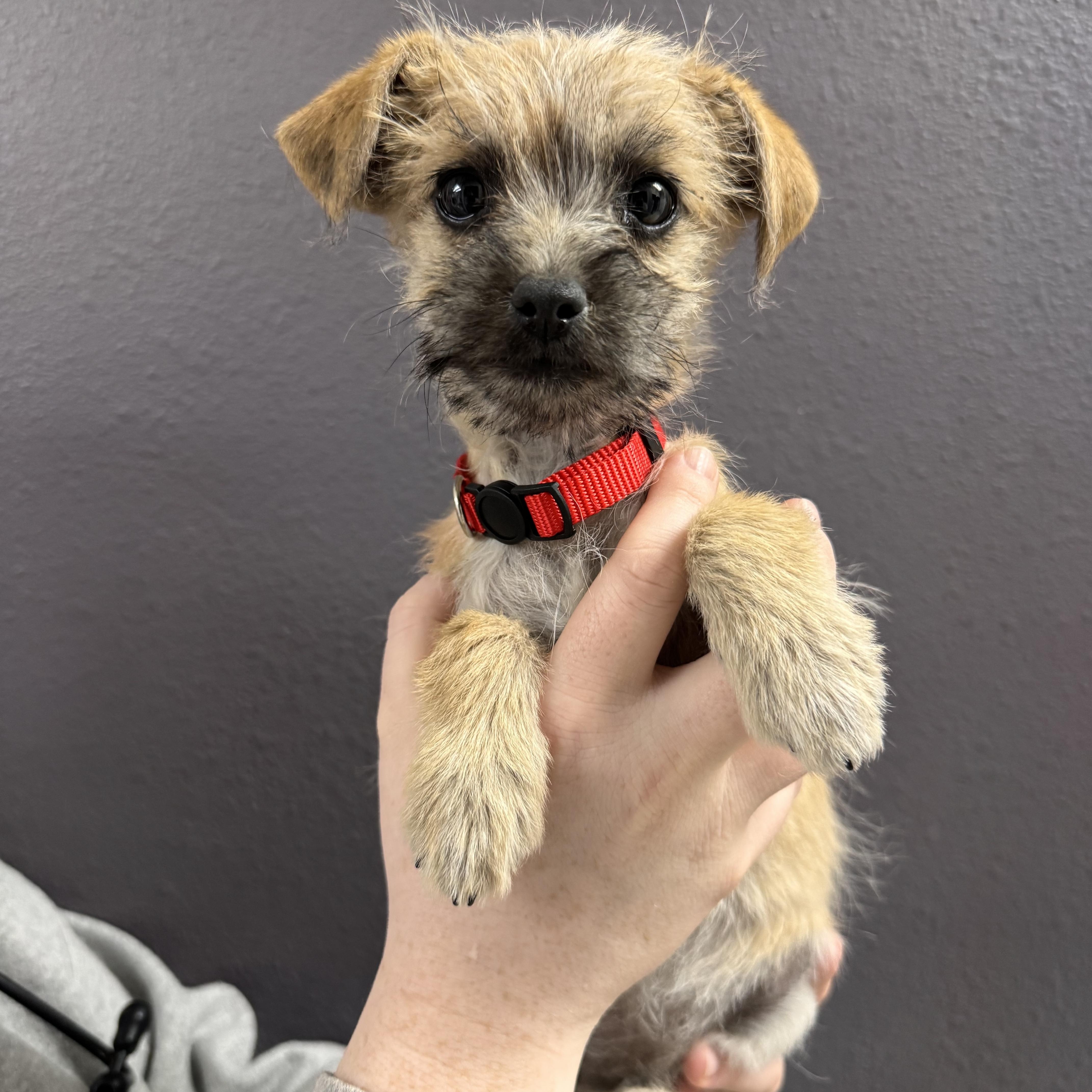 Enlarge Mistletoe , a Adoptable mixed breed in Henderson, NV image 1/1