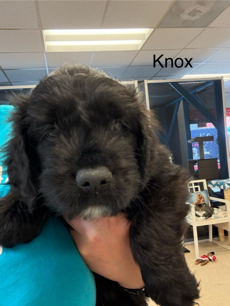 Enlarge Knox, a Adoptable mixed breed in Heber City, UT image 1/3