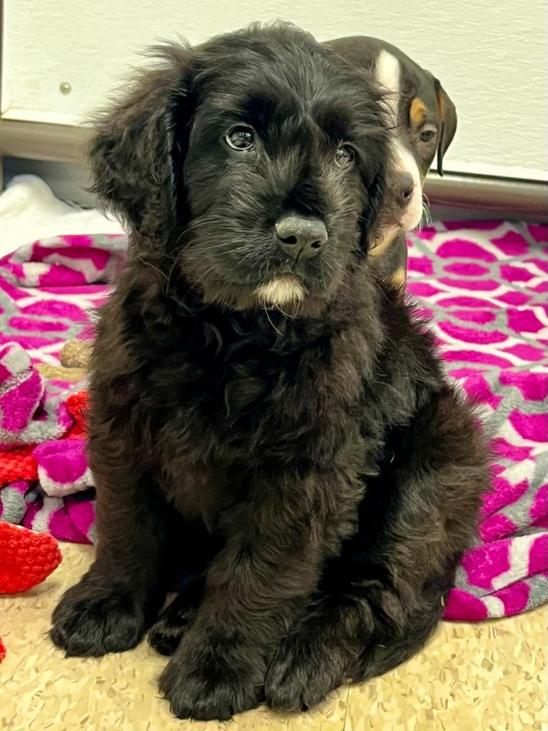 Enlarge Knox, a Adoptable mixed breed in Heber City, UT image 2/3