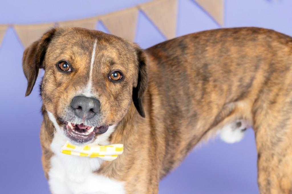 PETE, Adoptable, Young Male Mountain Cur.