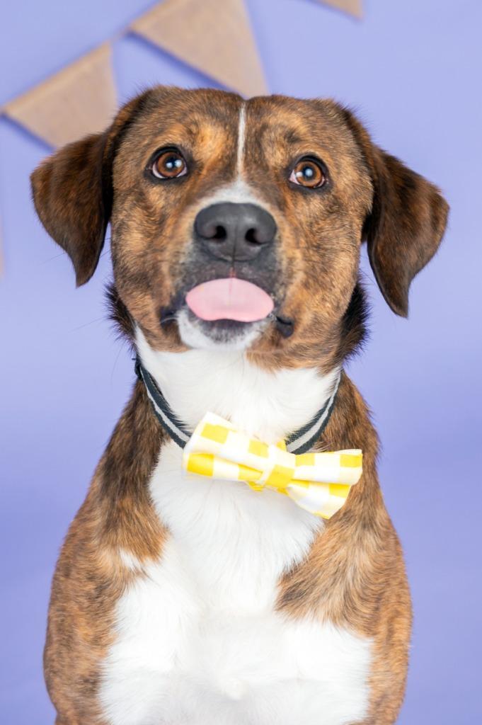 Enlarge PETE, a Adoptable mixed breed in Sandusky, OH image 2/6