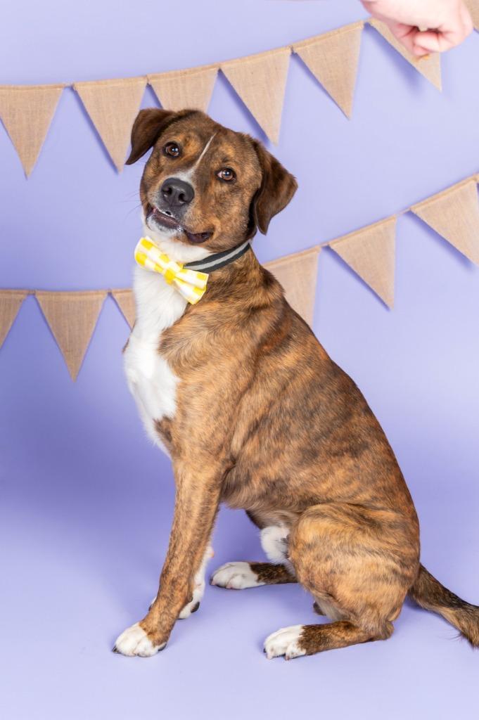 Enlarge PETE, a Adoptable mixed breed in Sandusky, OH image 3/6