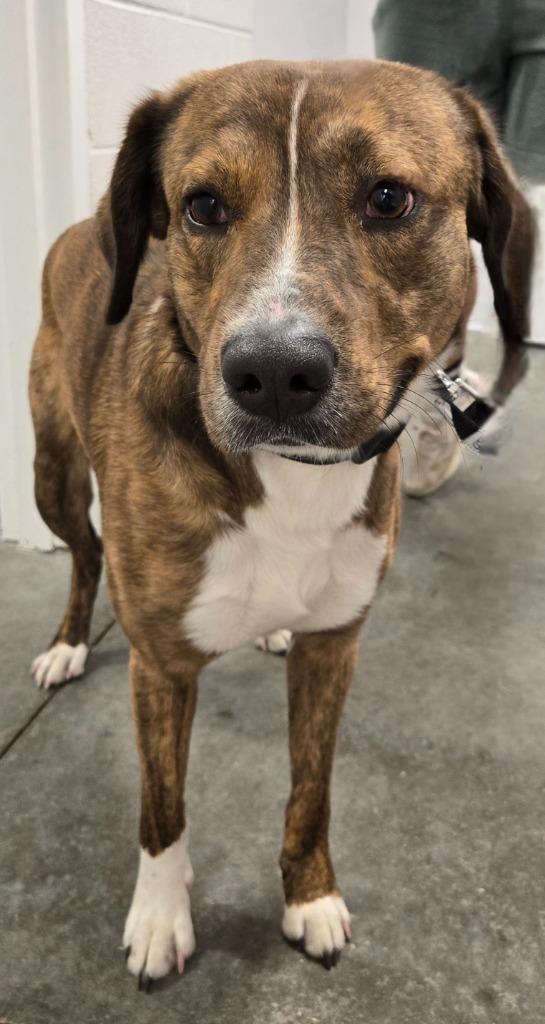 Enlarge PETE, a Adoptable mixed breed in Sandusky, OH image 1/2