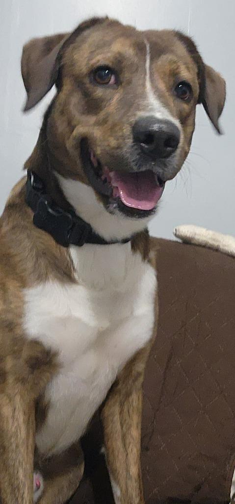 Enlarge PETE, a Adoptable mixed breed in Sandusky, OH image 2/2