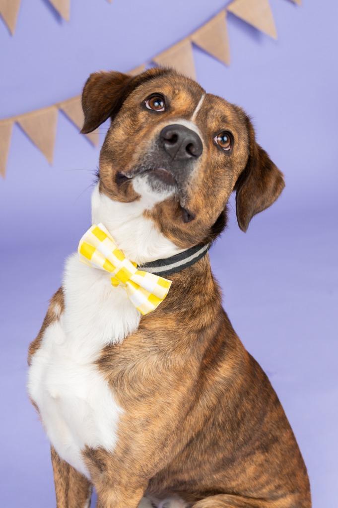 Enlarge PETE, a Adoptable mixed breed in Sandusky, OH image 6/6