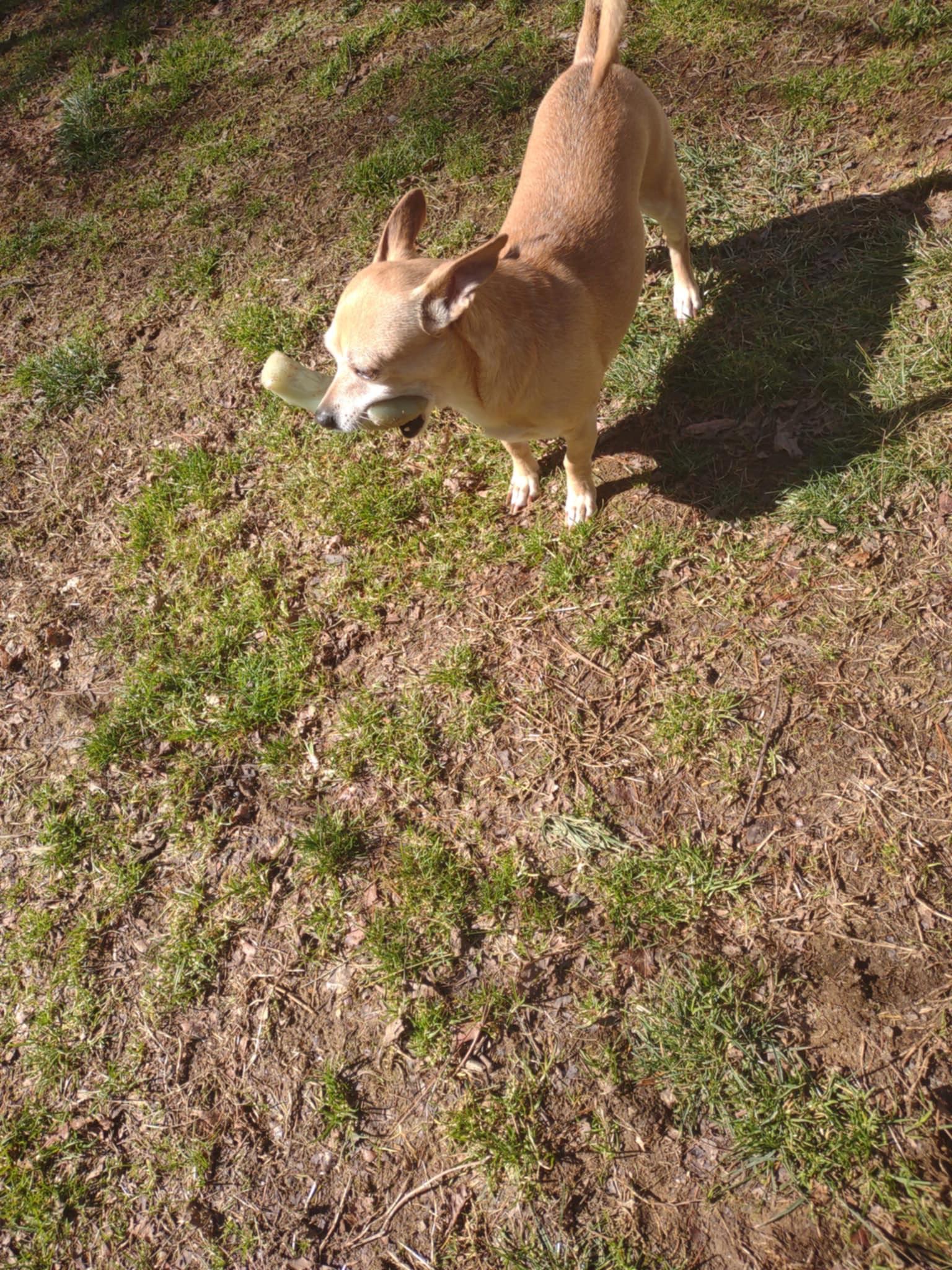 Pete, a Adopted mixed breed in Sparta, NC image 3/3