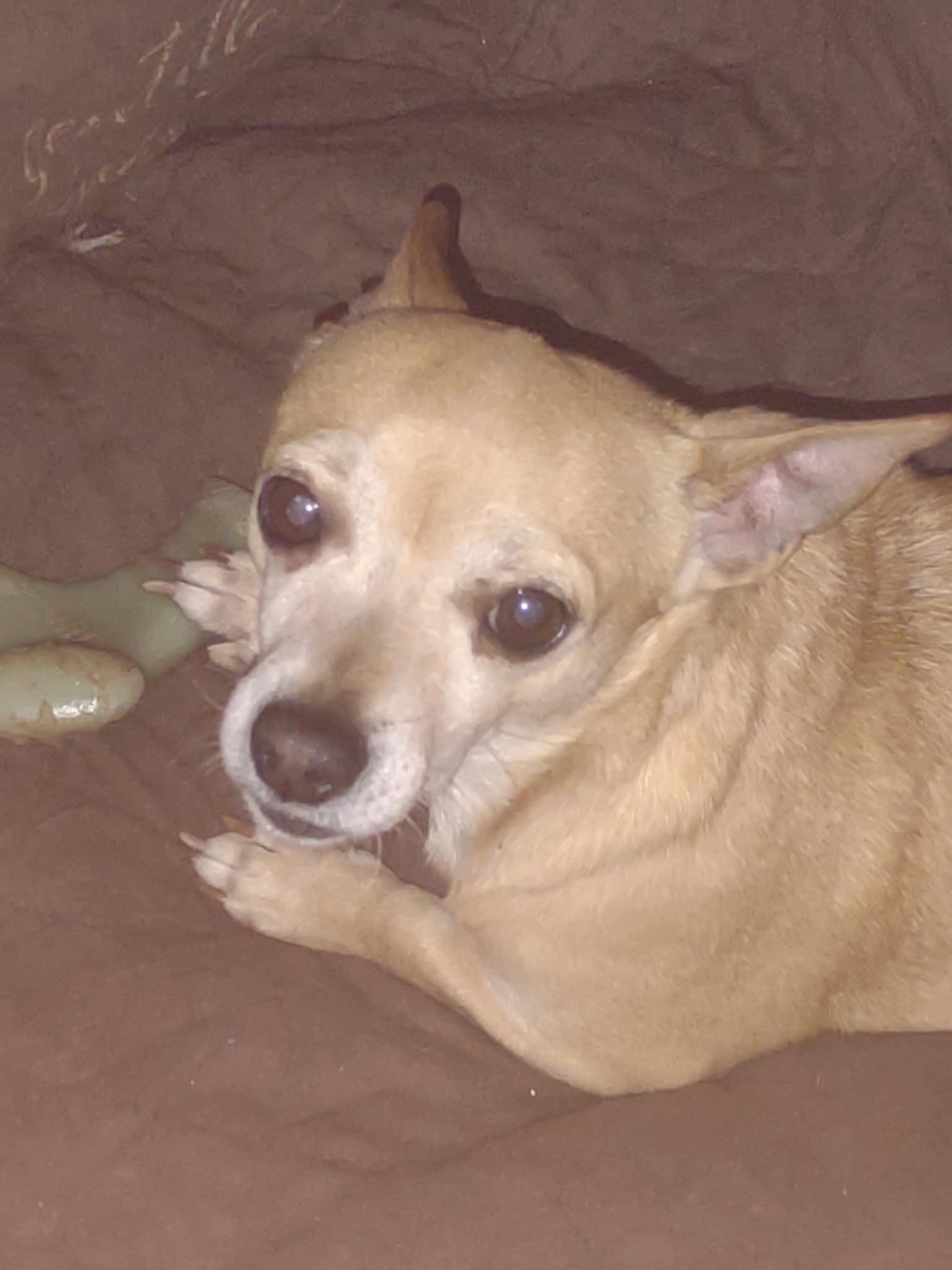 Pete, Adopted, Adult Male Chihuahua.