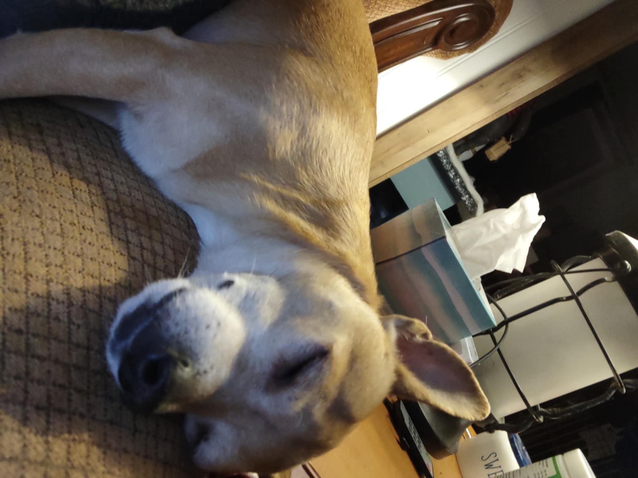 Pete, a Adopted mixed breed in Sparta, NC image 2/3