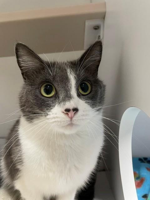 Estelle, adopted, Adult Female Domestic Short Hair.