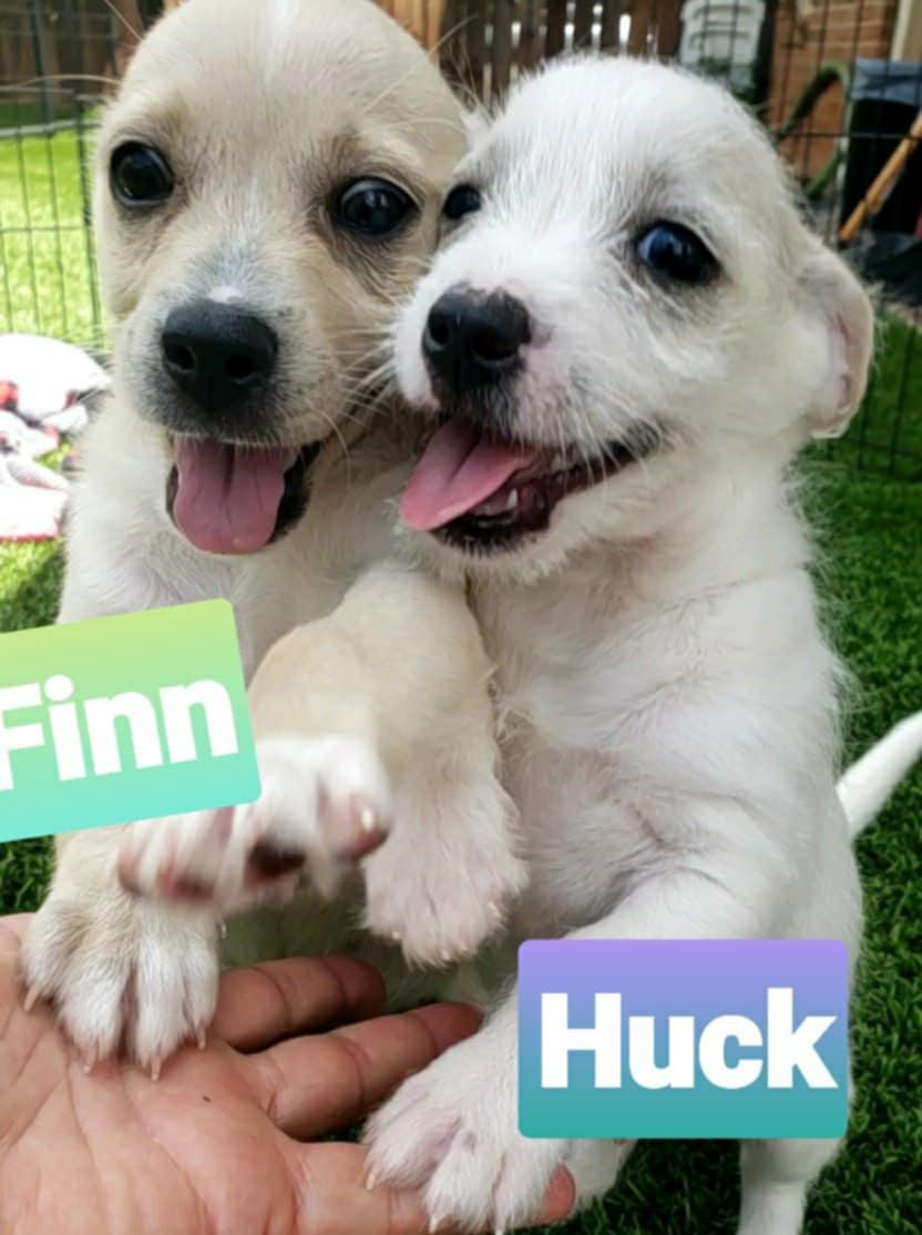 Huck