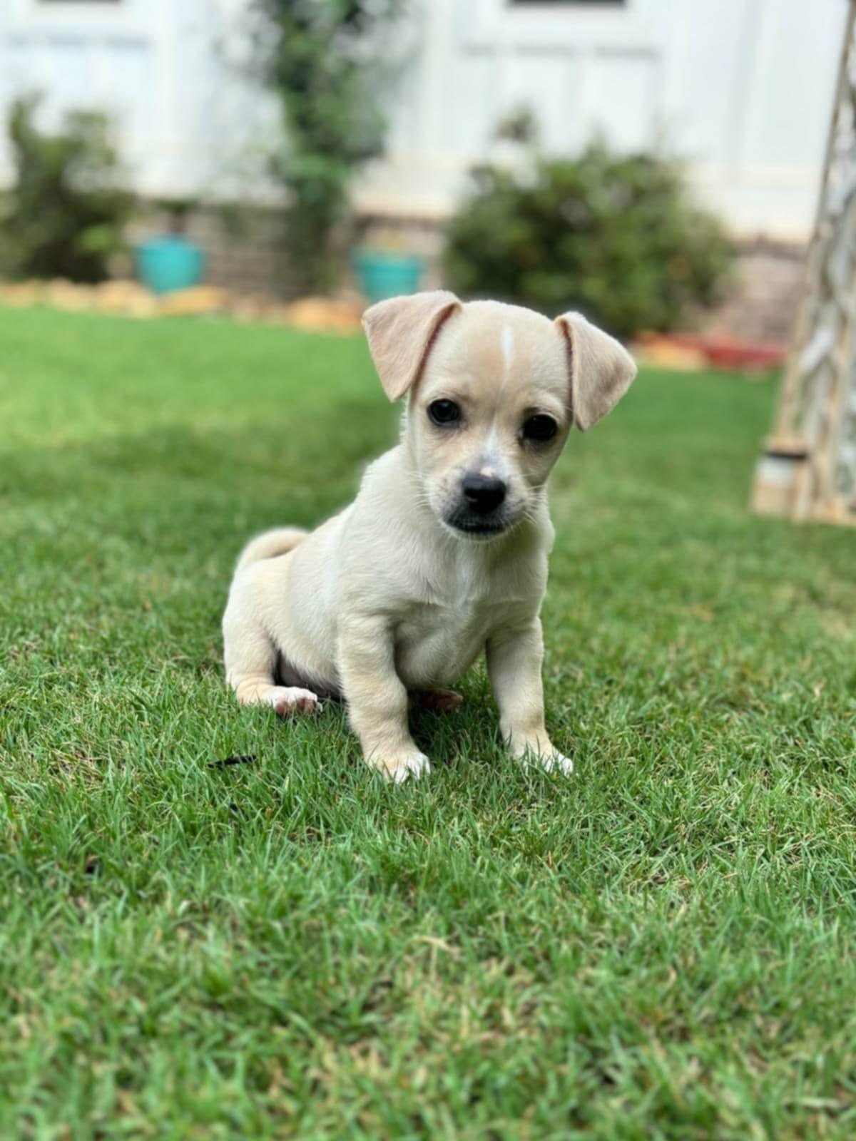Chihuahua x boys, Baby Male unknown