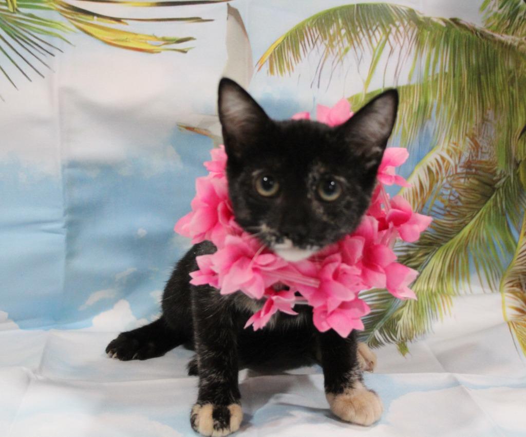 Hana lei, Adoptable, Kitten Female Domestic Short Hair.