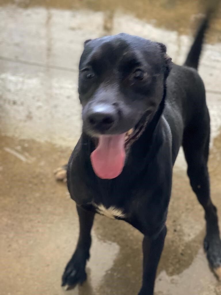 Negri, a Adoptable mixed breed in San Juan, PR image 1/7