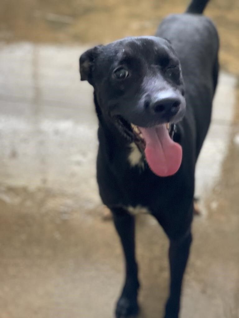 Negri, a Adoptable mixed breed in San Juan, PR image 2/7