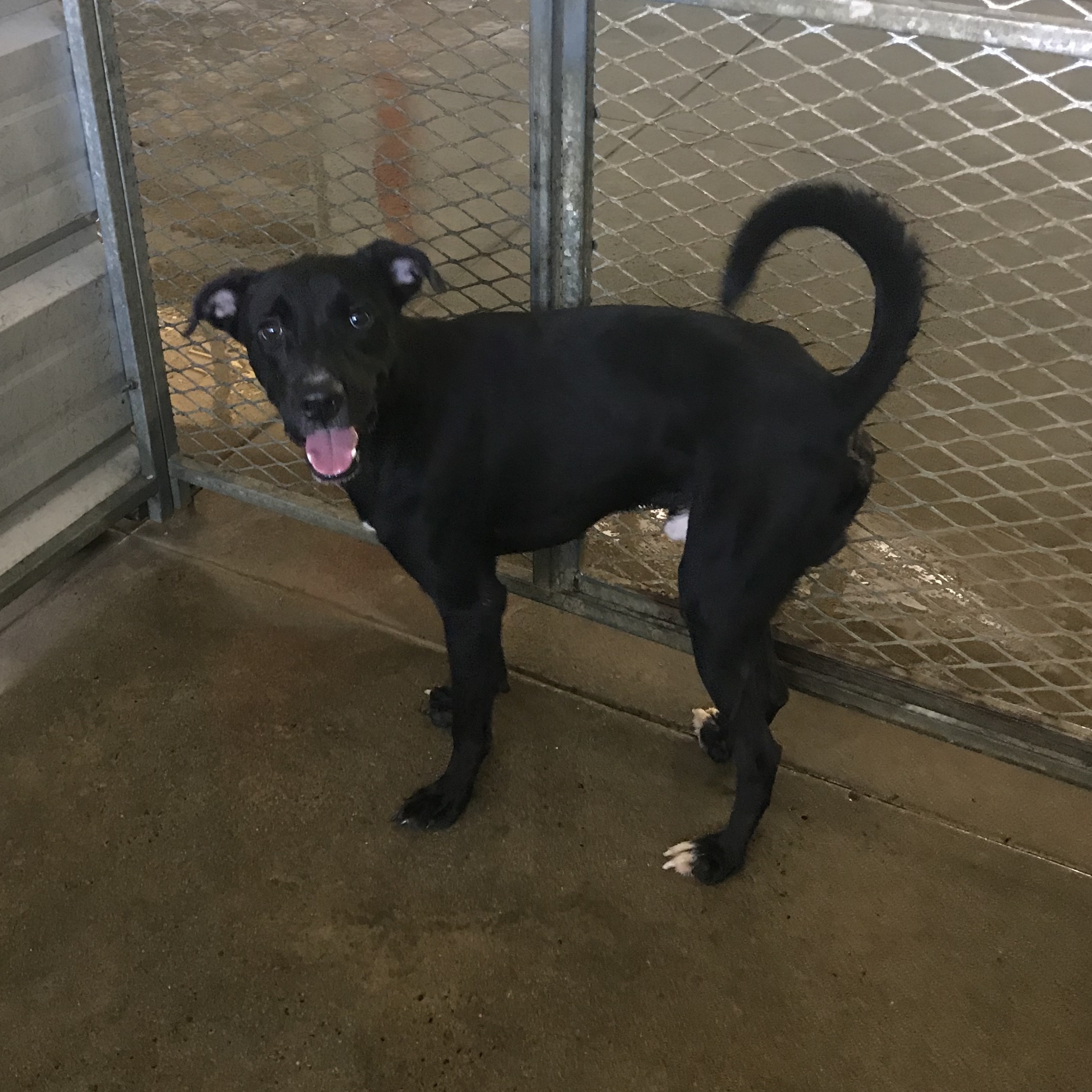 Negri, a Adoptable mixed breed in San Juan, PR image 3/7