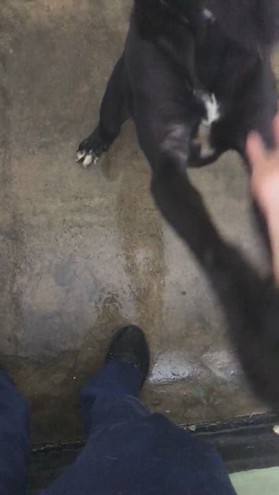 Enlarge Negri, a Adoptable mixed breed in San Juan, PR video 7/7