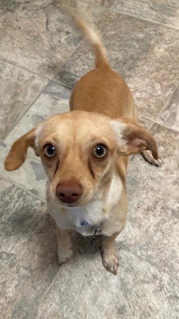 Peanut - Bonded with Harry, a Adoptable mixed breed in West Bloomfield, MI image 1/6