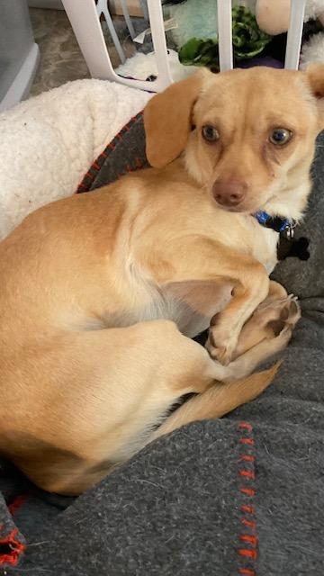 Peanut - Bonded with Harry, a Adoptable mixed breed in West Bloomfield, MI image 2/6