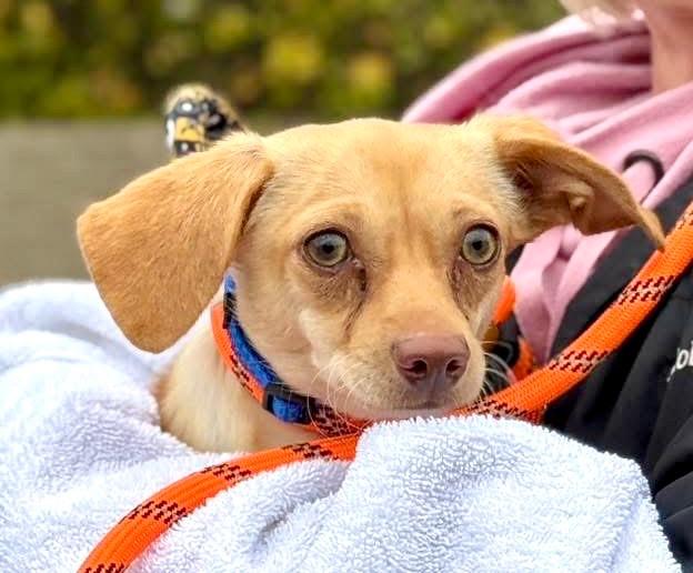 Peanut - Bonded with Harry, a Adoptable mixed breed in West Bloomfield, MI image 4/6