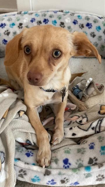 Peanut - Bonded with Harry, a Adoptable mixed breed in West Bloomfield, MI image 5/6