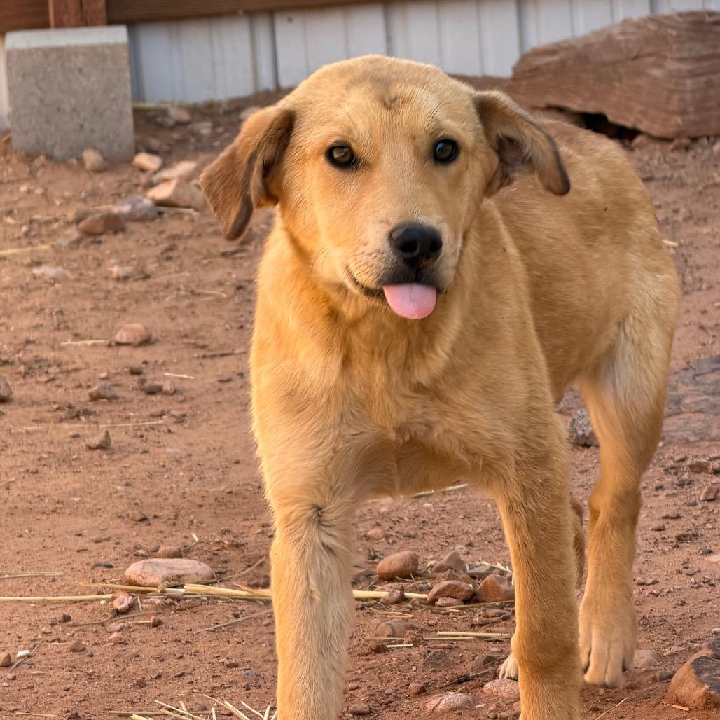 Wiggly, Adoptable, Young Female Mixed Breed.
