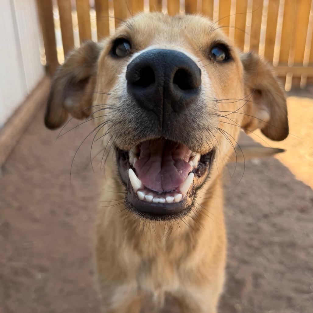 Enlarge Wiggly, a Adoptable Mixed Breed in Moab, UT image 2/6
