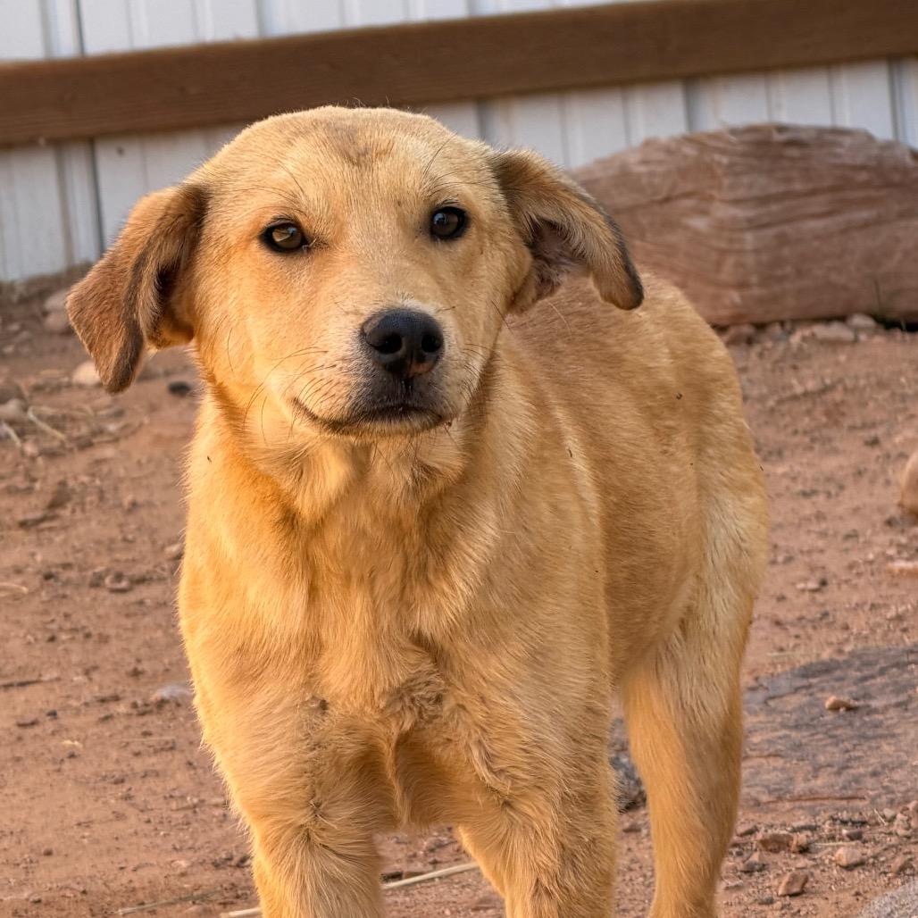 Enlarge Wiggly, a Adoptable Mixed Breed in Moab, UT image 3/6