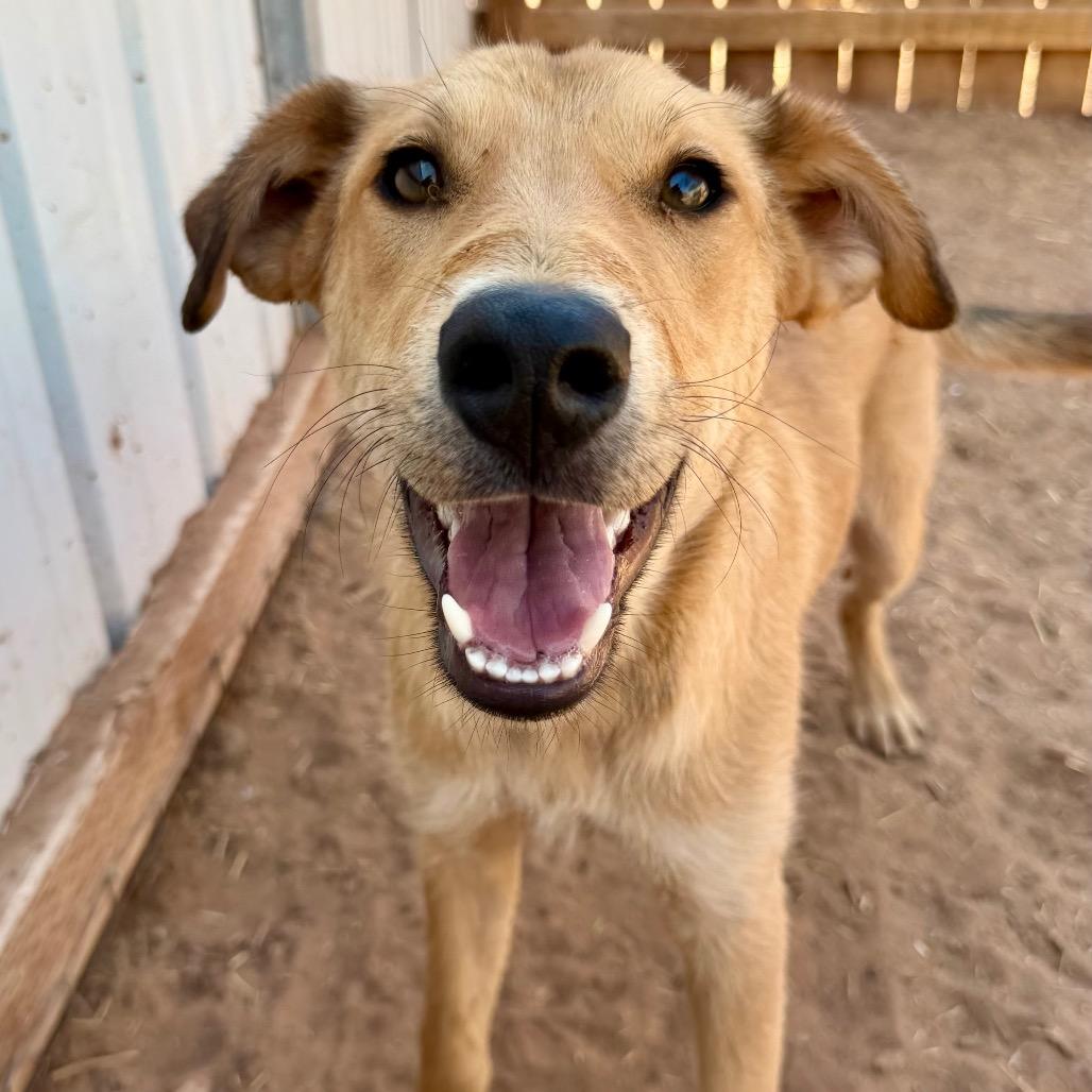 Enlarge Wiggly, a Adoptable Mixed Breed in Moab, UT image 4/6