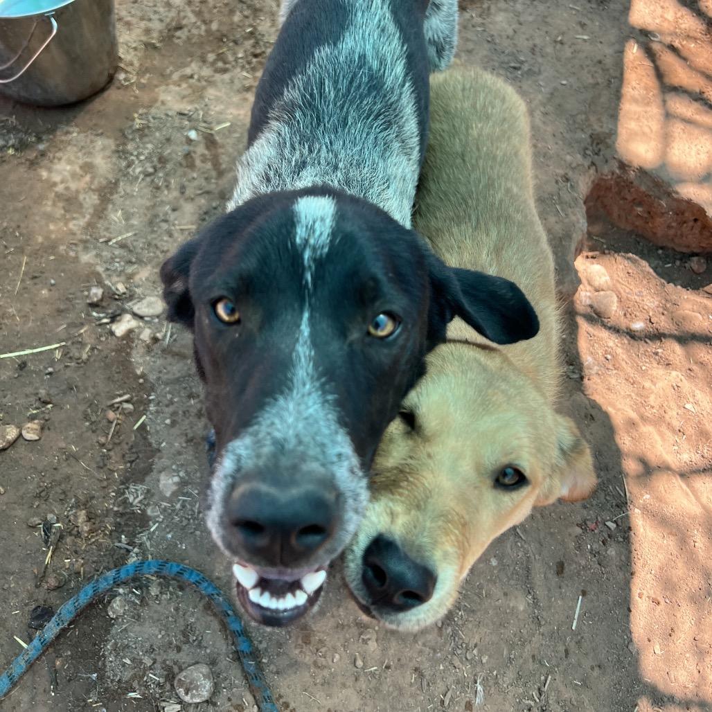 Enlarge Wiggly, a Adoptable Mixed Breed in Moab, UT image 5/6