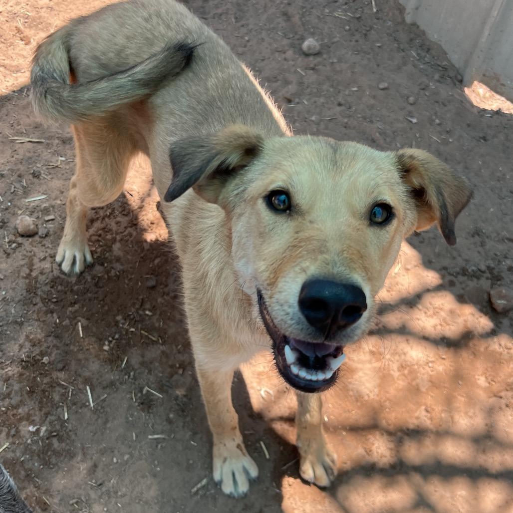 Enlarge Wiggly, a Adoptable Mixed Breed in Moab, UT image 6/6