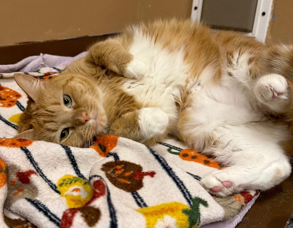 Julie Jambalaya, Adoptable, Young Female Domestic Short Hair.