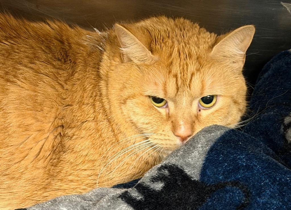 Enlarge Julie Jambalaya, a Adoptable Domestic Short Hair in Ocala, FL image 2/3