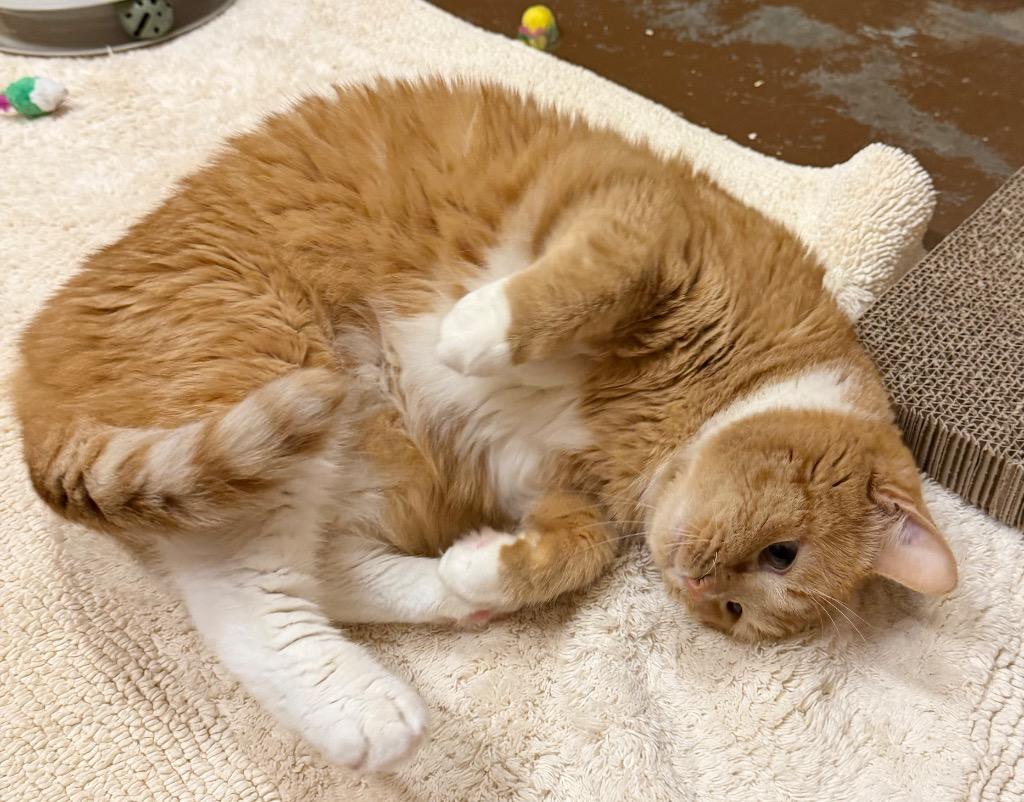 Enlarge Julie Jambalaya, a Adoptable Domestic Short Hair in Ocala, FL image 3/3