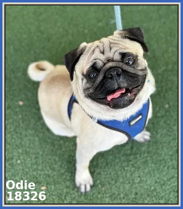 ODIE, adopted, Young Male Pug.