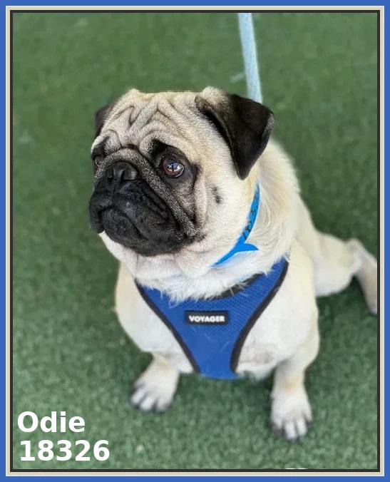 Enlarge ODIE, an adopted Pug in Marietta, GA image 4/6