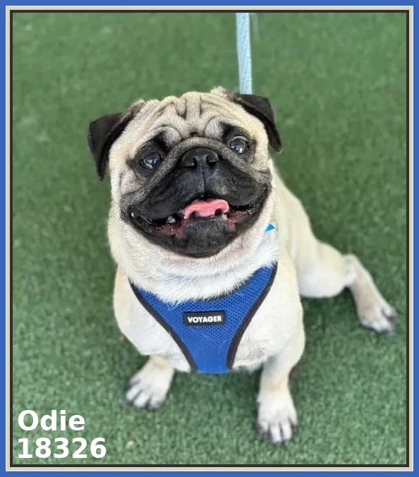 Enlarge ODIE, an adopted Pug in Marietta, GA image 3/6
