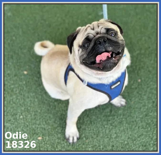 Enlarge ODIE, an adopted Pug in Marietta, GA image 2/6