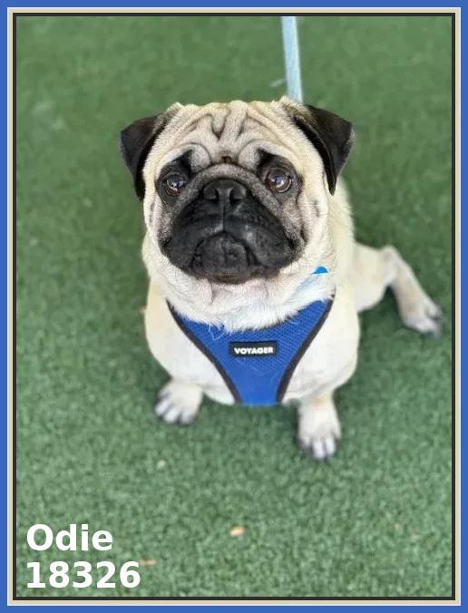 Enlarge ODIE, an adopted Pug in Marietta, GA image 6/6