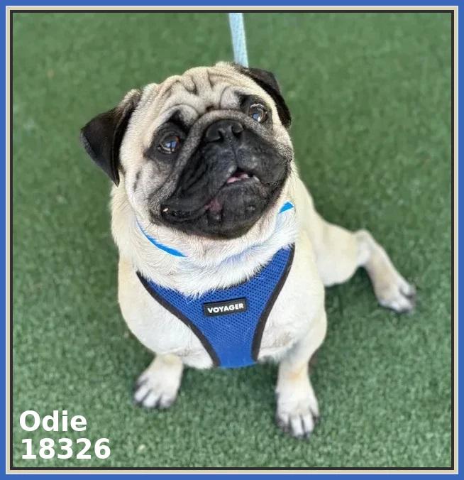 Enlarge ODIE, an adopted Pug in Marietta, GA image 5/6