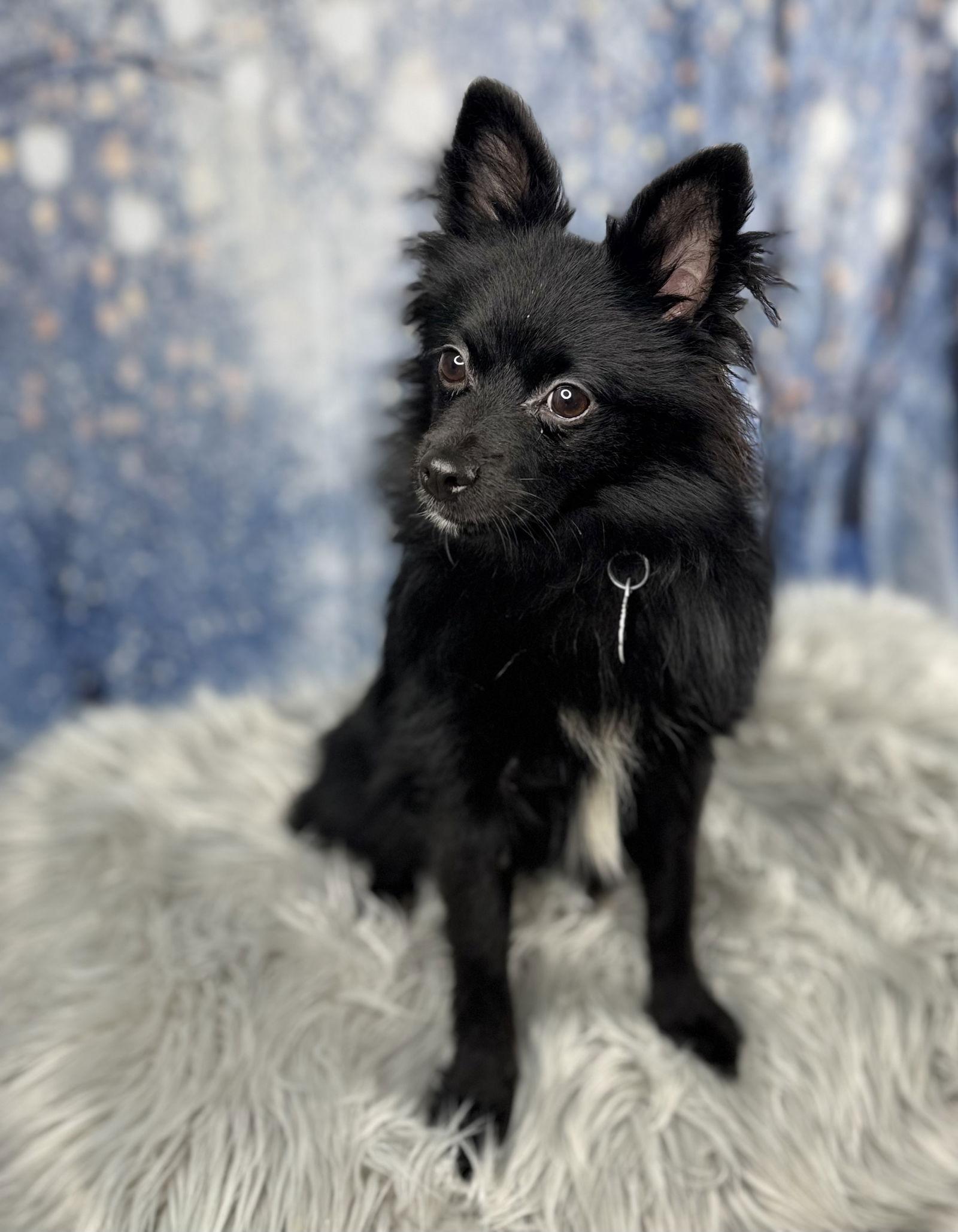 Coal, Adoptable, Puppy Male Pomeranian.