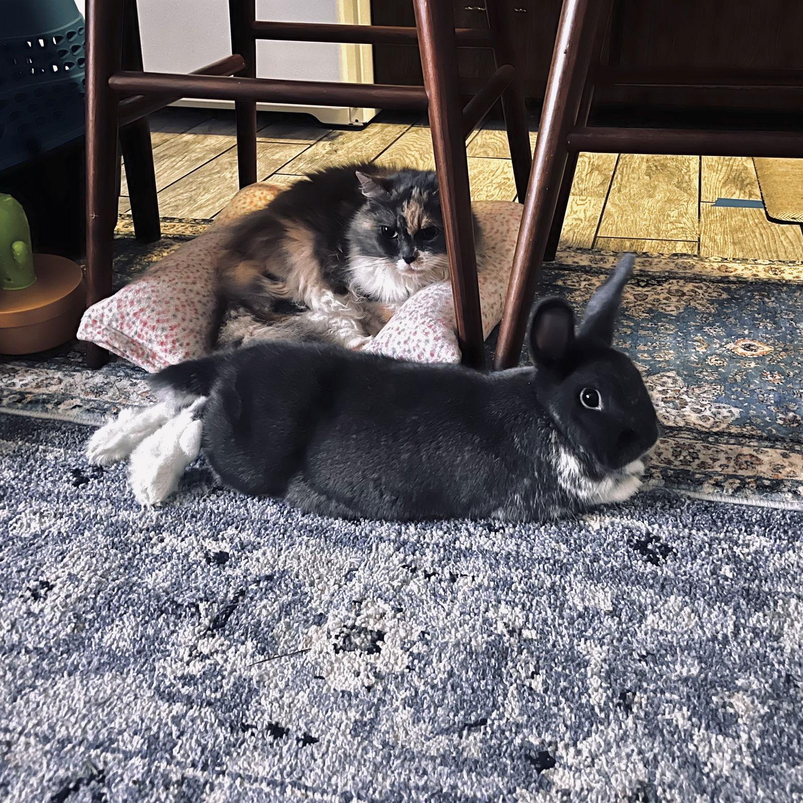 Julia, Adopted, Adult Female Dutch.