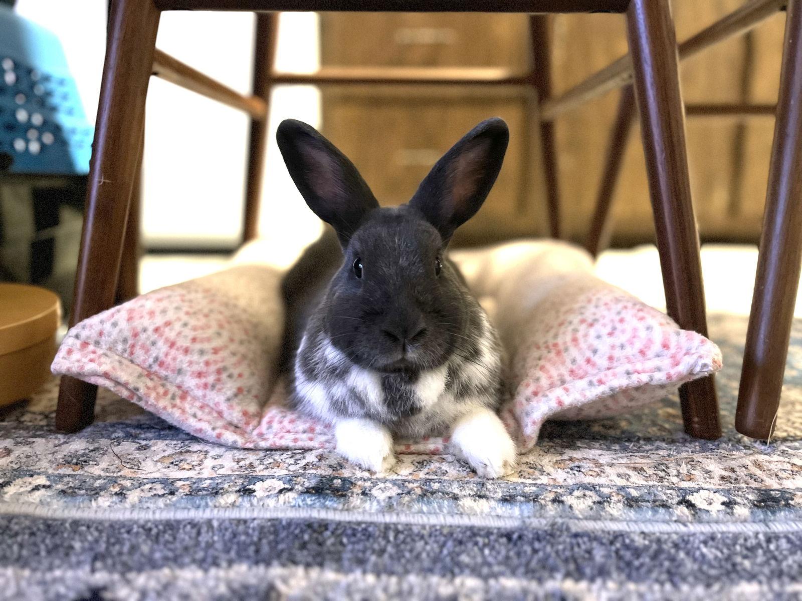 Julia, a Adopted Dutch in Smithtown, NY image 2/3