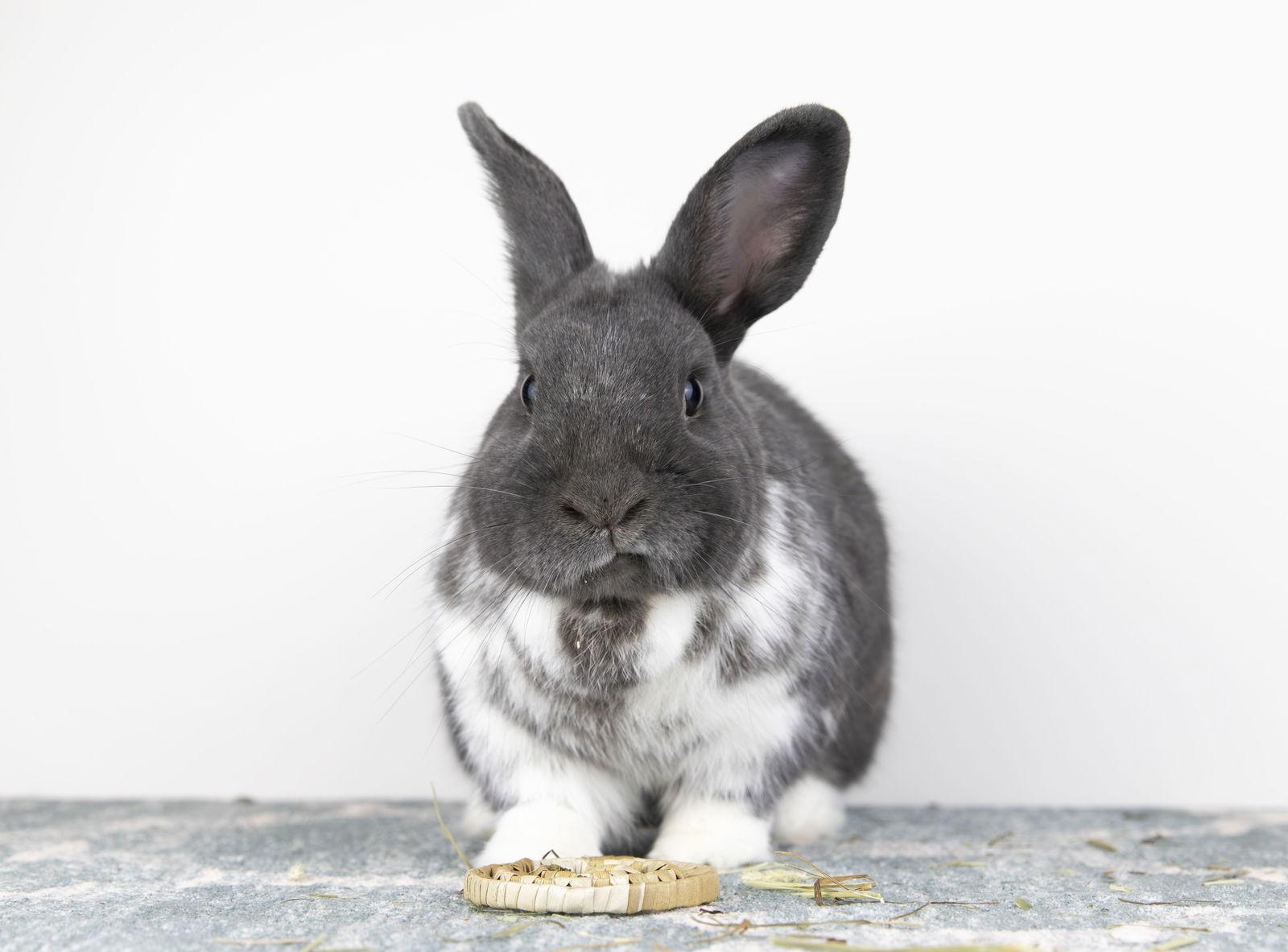 Julia, a Adopted Dutch in Smithtown, NY image 3/3