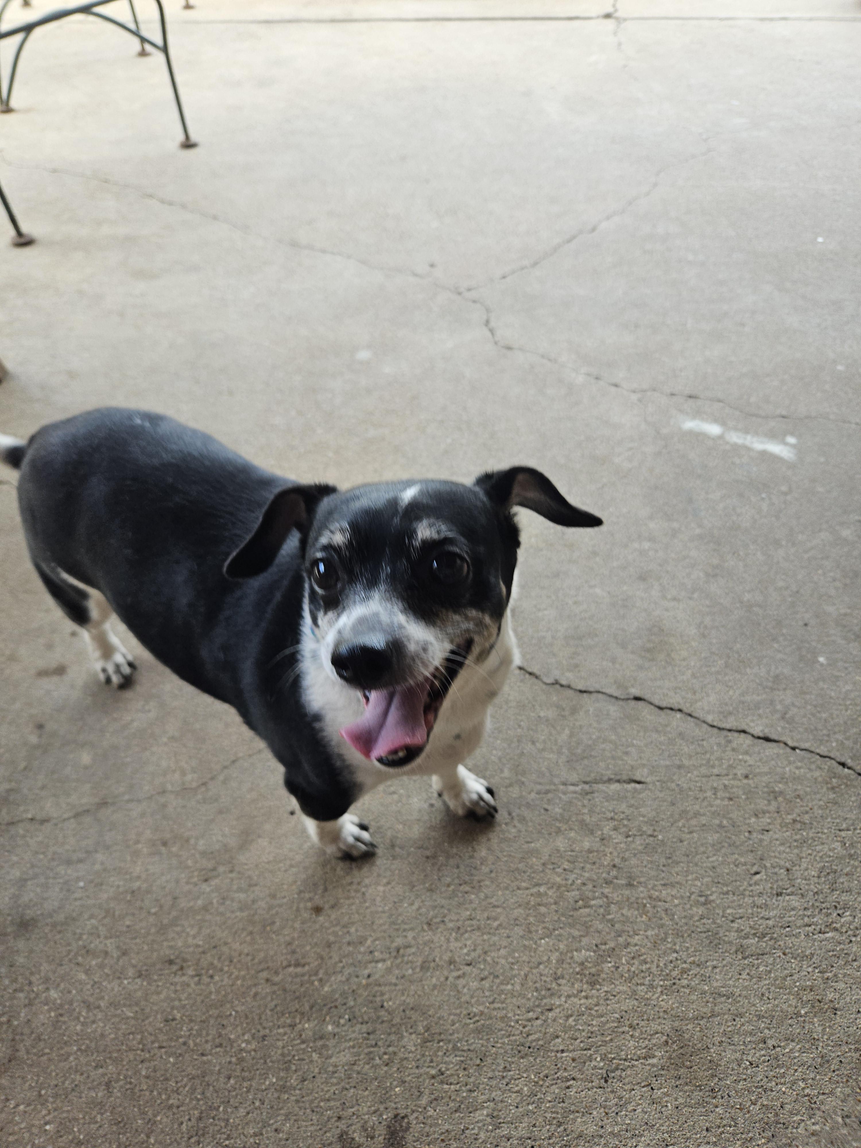 Enlarge Flounder, a ADOPTABLE Chihuahua in Plano, TX image 4/6